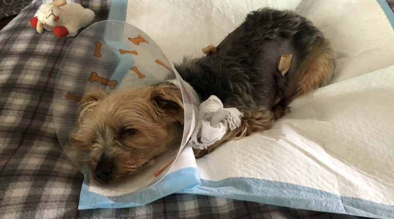 The dog is resting after surgery