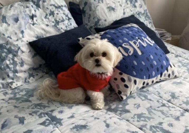 A small dog with white hair sits on the sofa