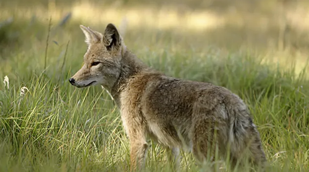 Coyote in grass