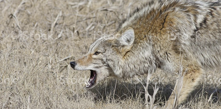 Coyote open mouth