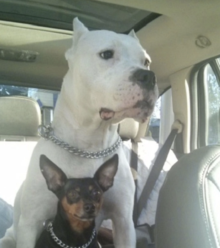 Two dogs in car